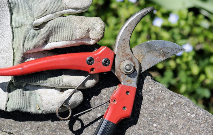 обрезка яблони зимой как обрезать