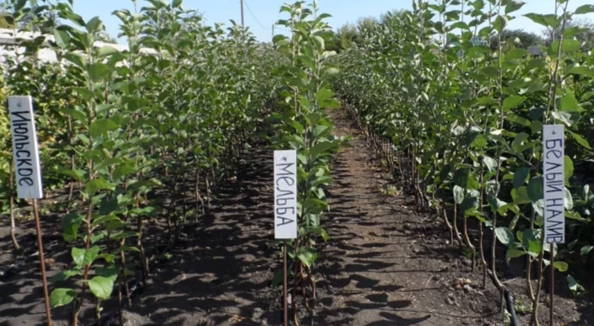 обрезают ли яблони зимой