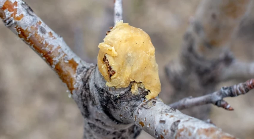 можно ли обрезать яблоню зимой