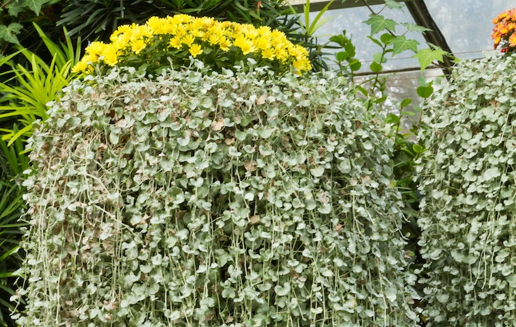 дихондра посев