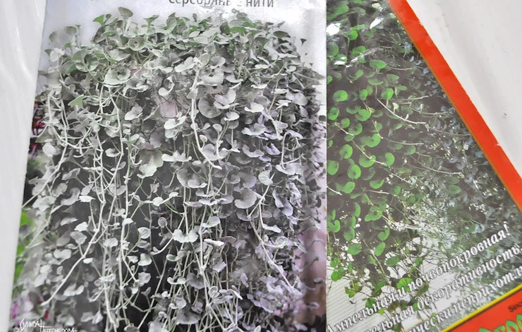 дихондра выращивание