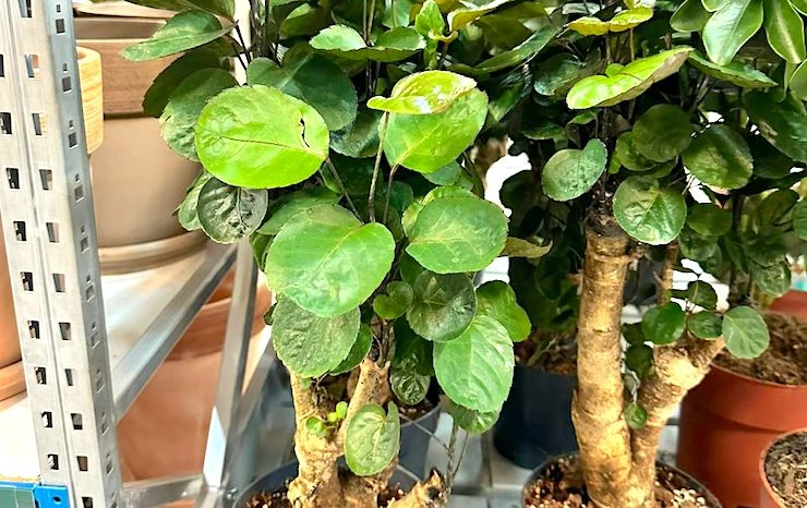 полисциас комнатное