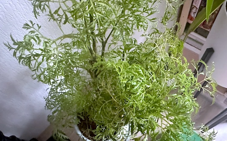 комнатные растения полисциас