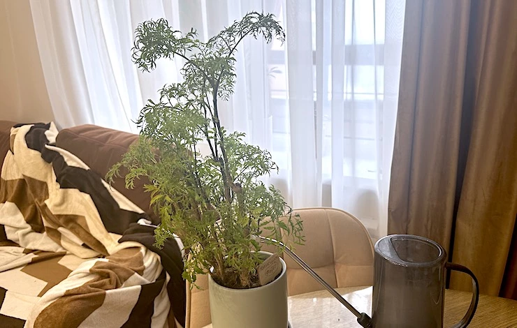 полисциас фото