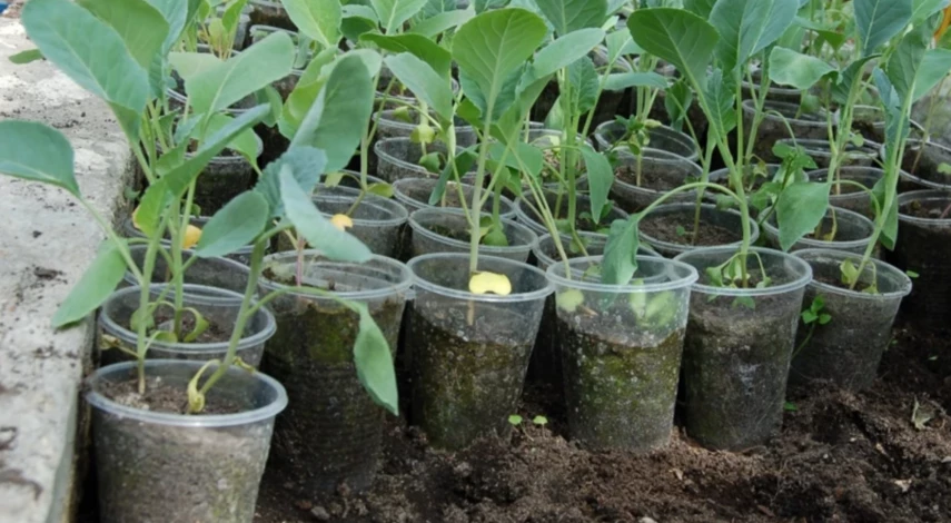 рассада капусты в домашних