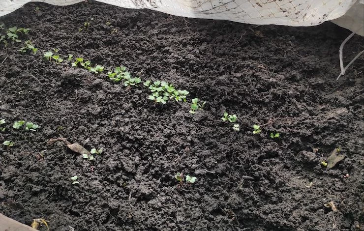 ранние посевы