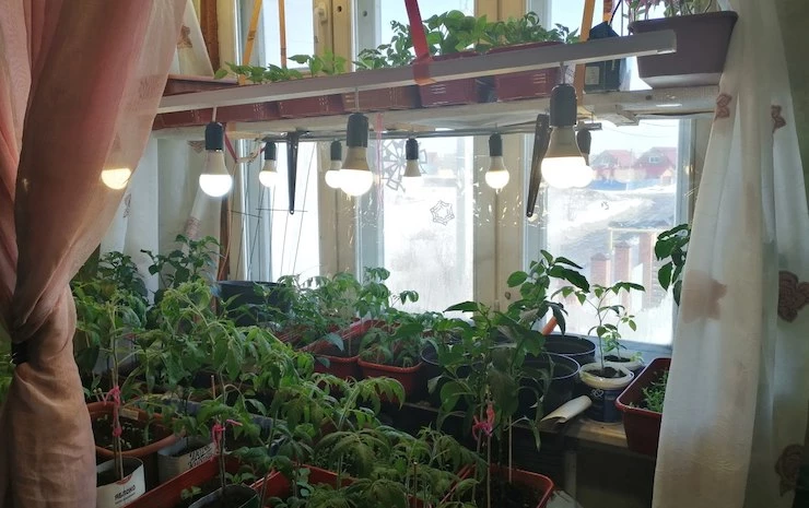 где поставить рассаду