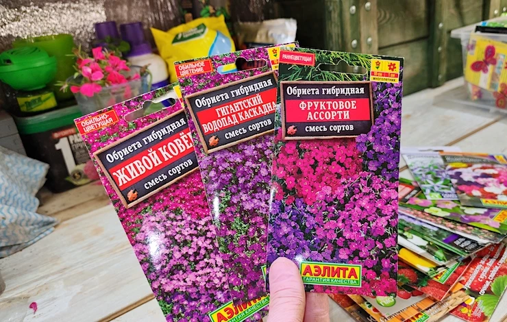 обриета семена