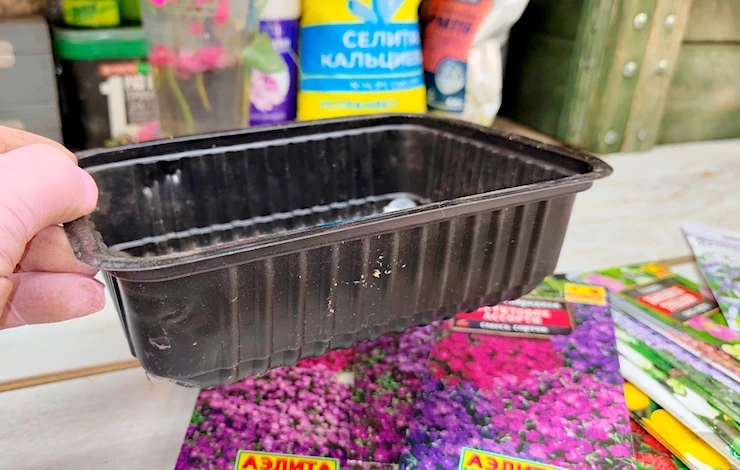 обриета выращивание рассадой