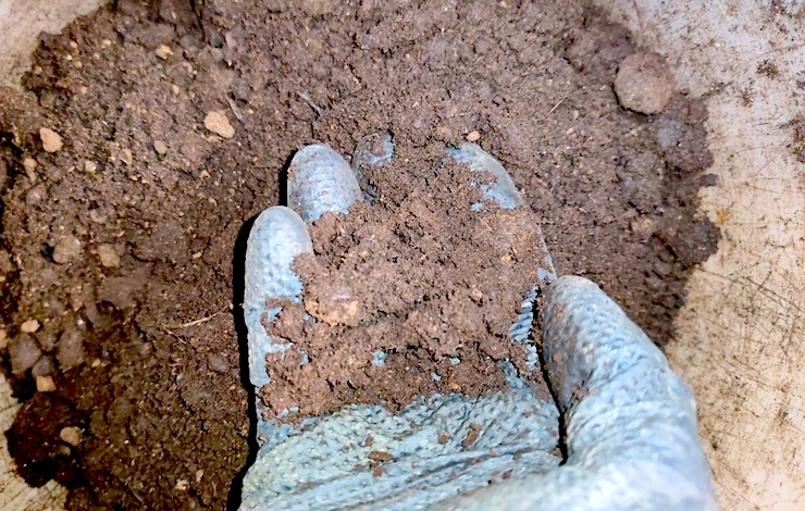 обриета рассада