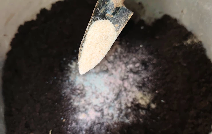 обриета семенами на рассаду