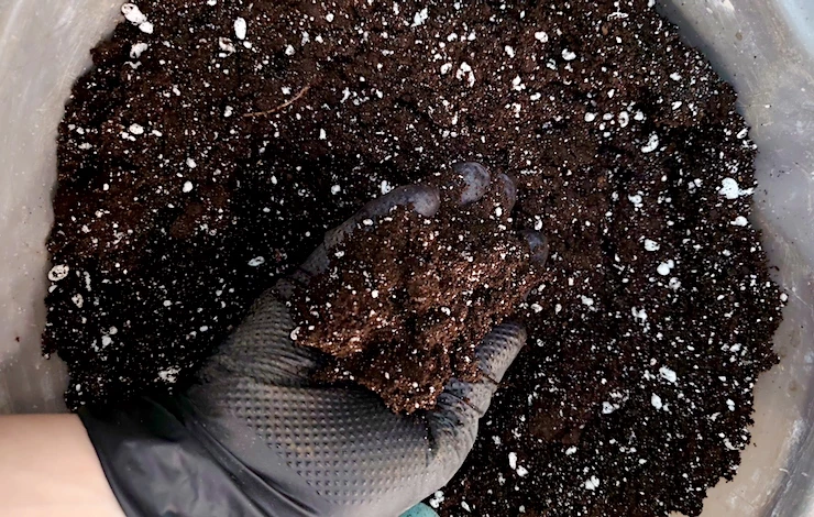 обриета многолетняя выращивание