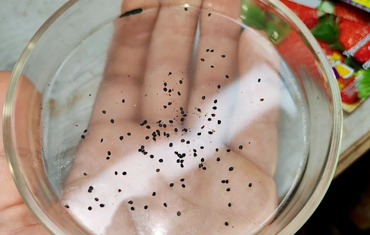 обриета выращивание