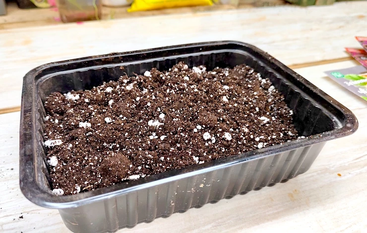 обриета выращивание из семян на рассаду