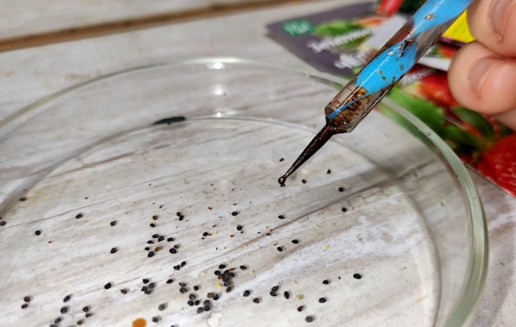 обриета многолетняя выращивание из семян