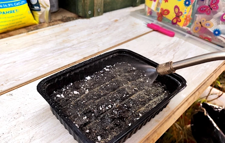 обриета выращивание из семян в домашних