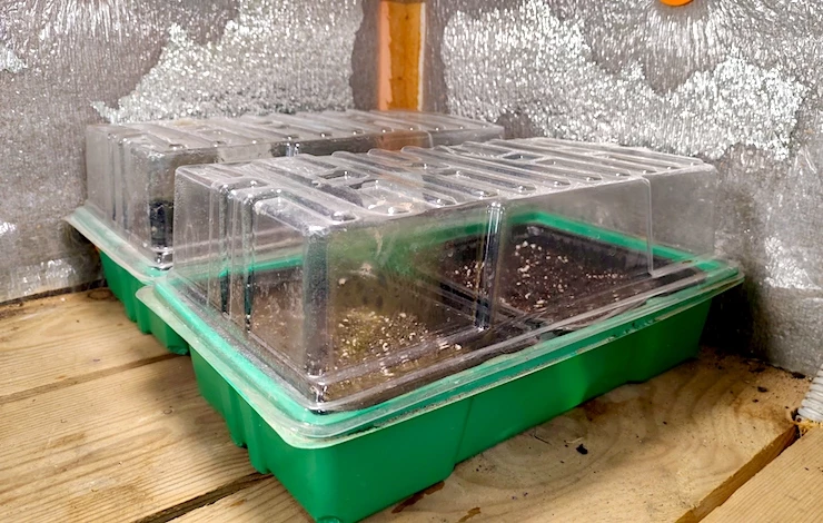 обриета многолетняя рассада