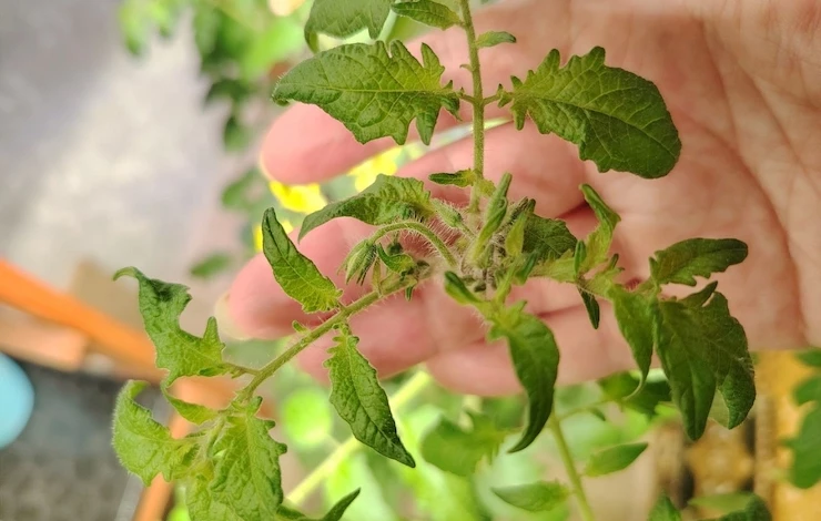 посевы февраль