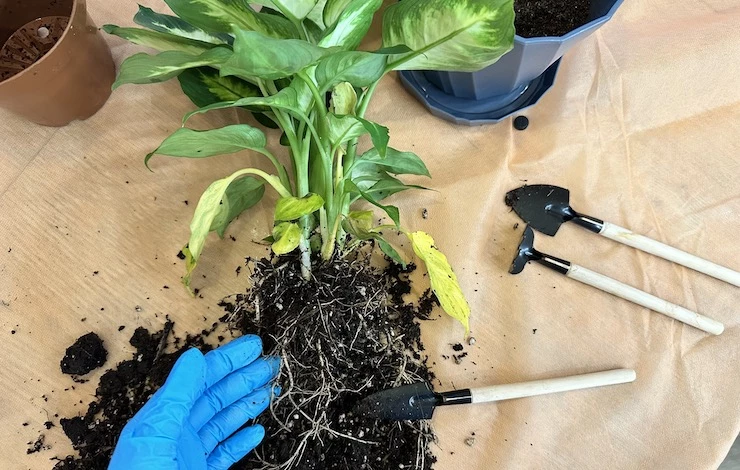 пересадка комнатных цветов в феврале 2025