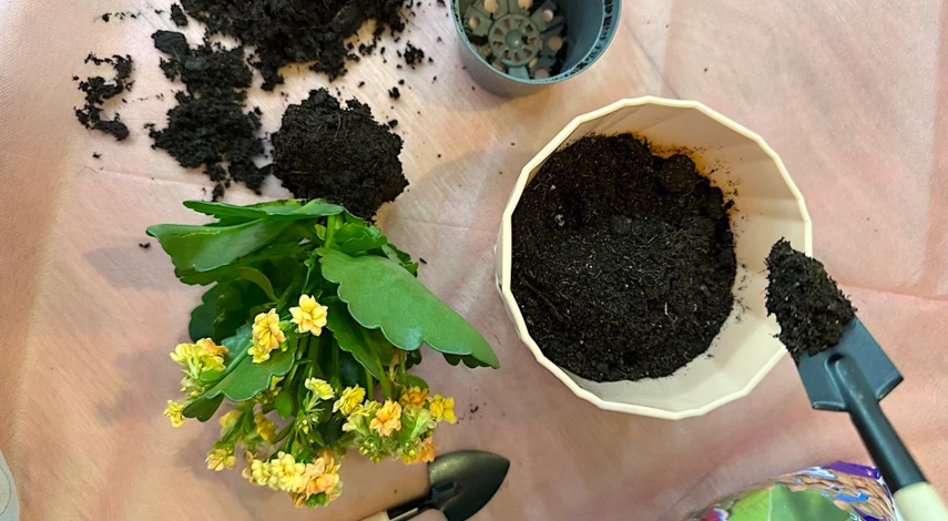 когда пересаживать комнатные растения в феврале