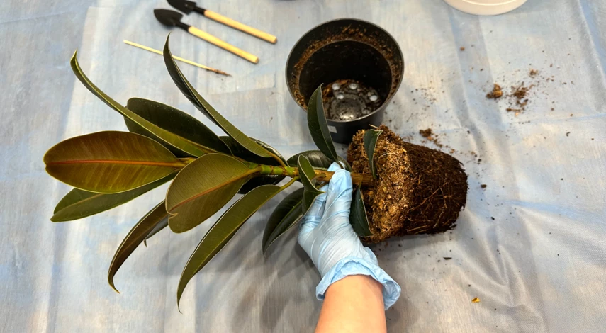 когда в феврале пересаживать комнатные растения