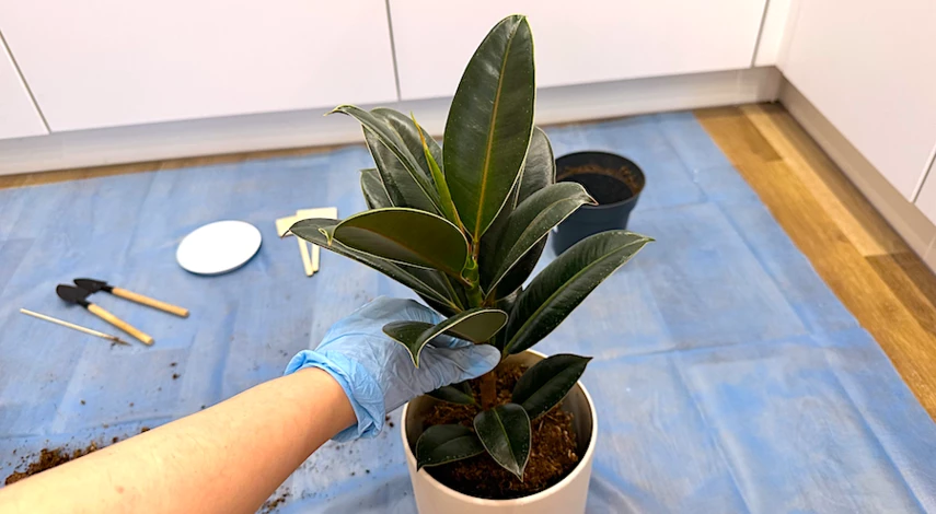 календарь пересадки комнатных растений февраль 2025 лунный