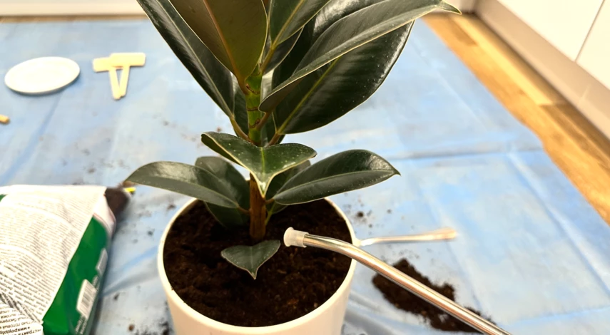 пересадка комнатных растений в феврале 2025 года