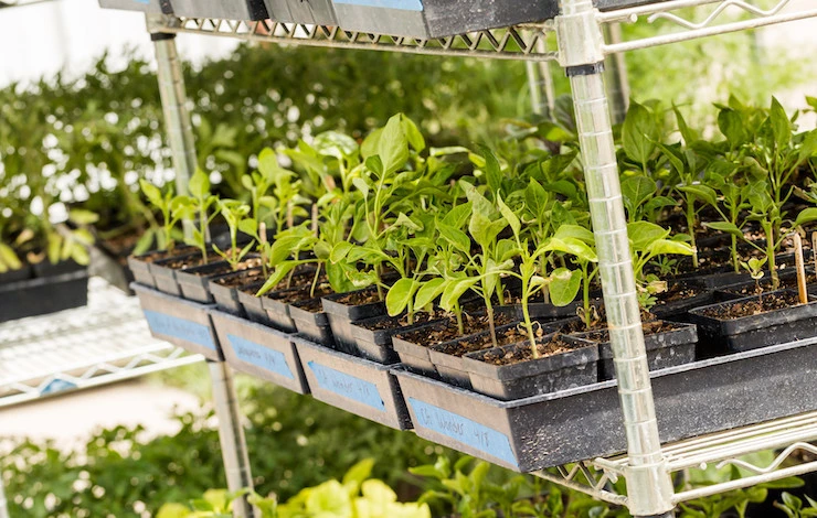 стеллаж для рассады деревянный