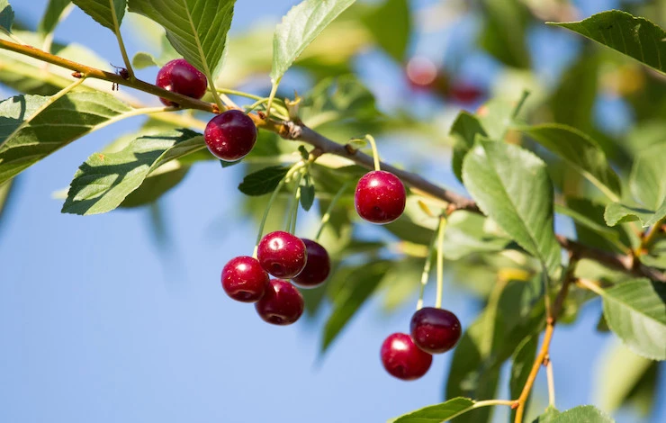 обрезка старой вишни весной