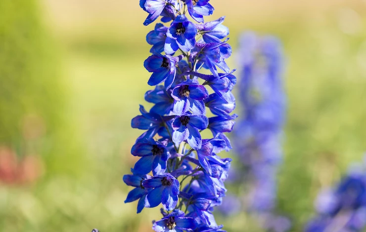 посев дельфиниума на рассаду