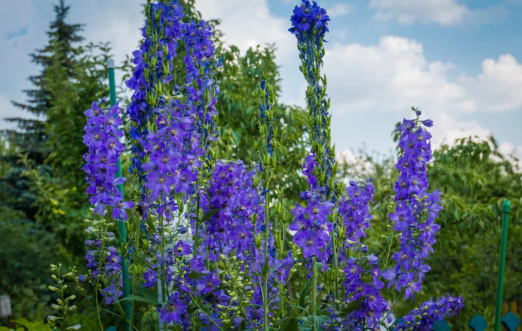 дельфиниум посев семян