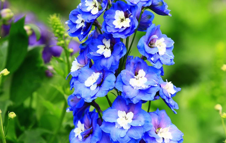 дельфиниум посев семян на рассаду