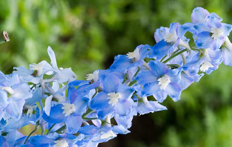 посев дельфиниума на рассаду в домашних