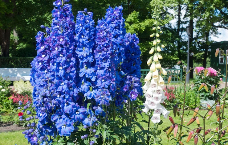 посев дельфиниума на рассаду в домашних условиях