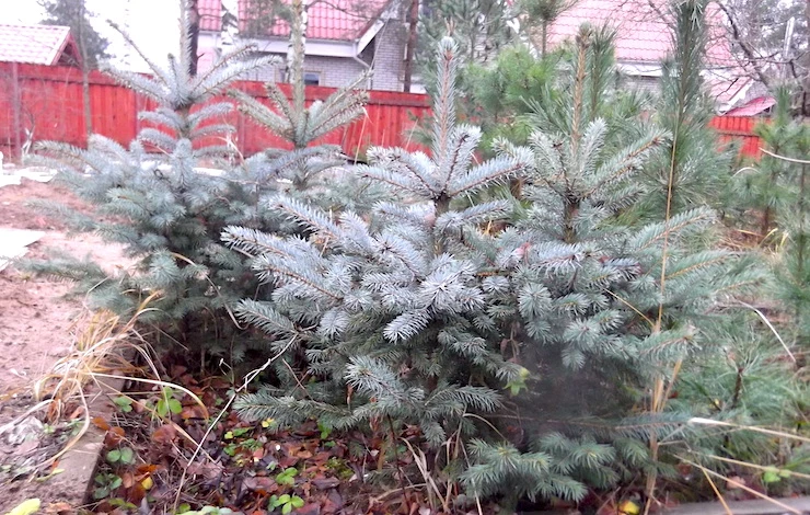 размножить хвойные