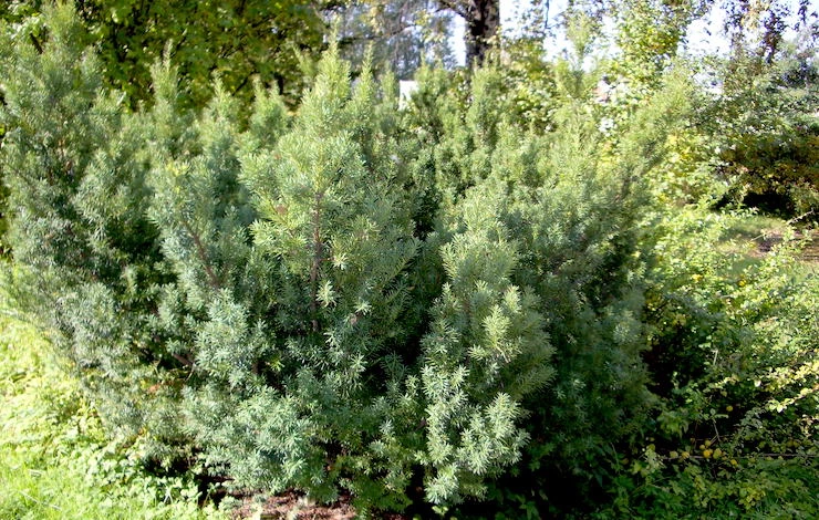 размножение туи западной