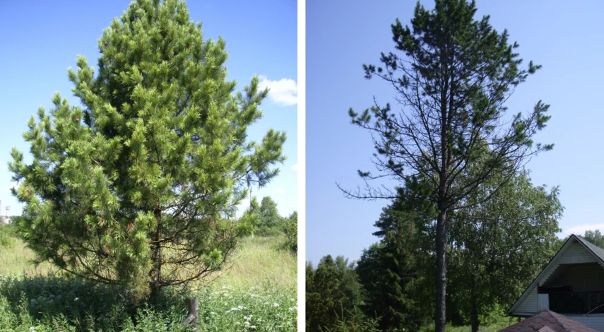 размножить сосну