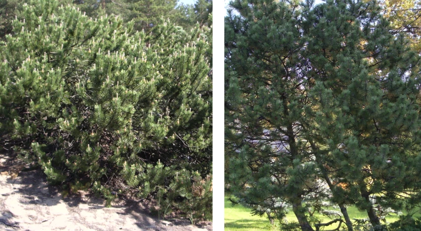 сосна размножение