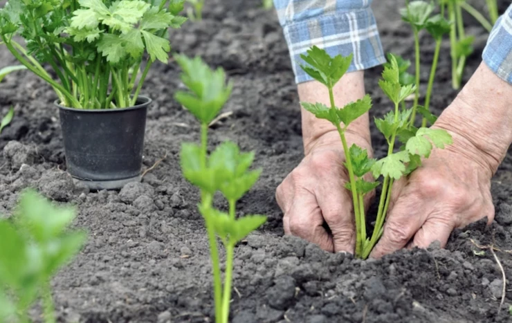 посев семян сельдерея