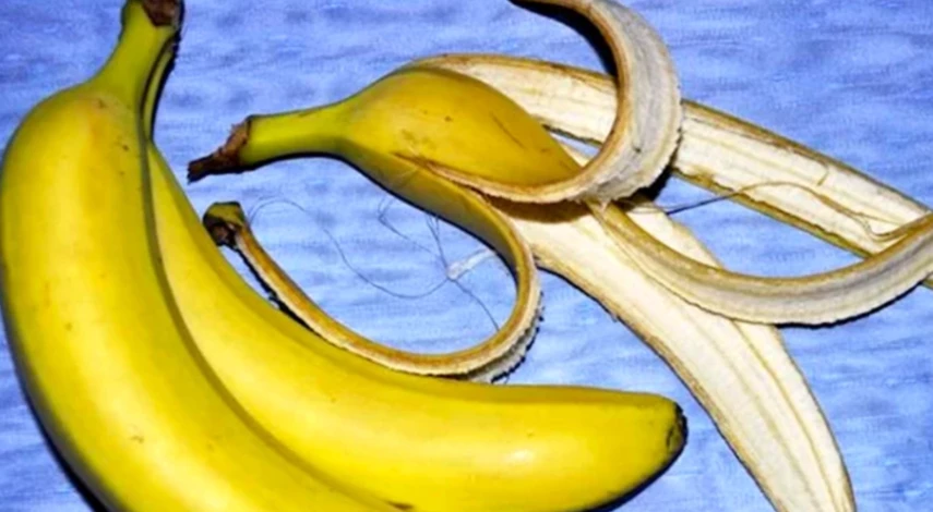 фикус сбрасывает листья чем подкормить