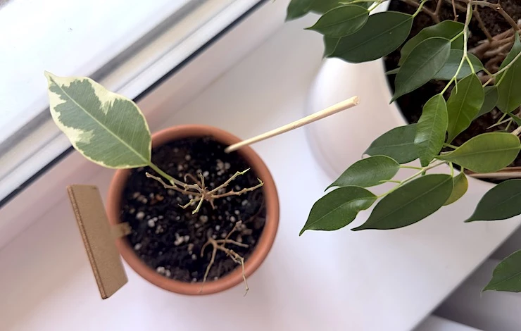 чем подкормить фикус в домашних условиях