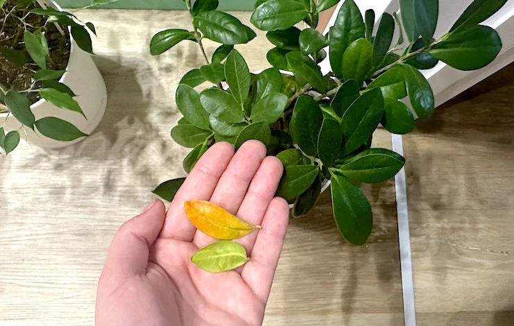 чем подкормить фикус зимой