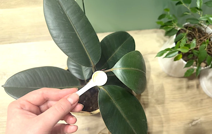 чем подкормить фикус бенджамина в домашних условиях