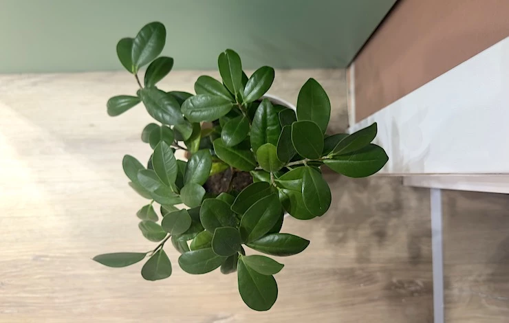 чем подкормить фикус бенджамина