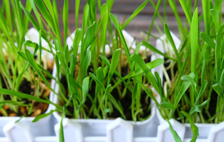 пикировка рассады лука