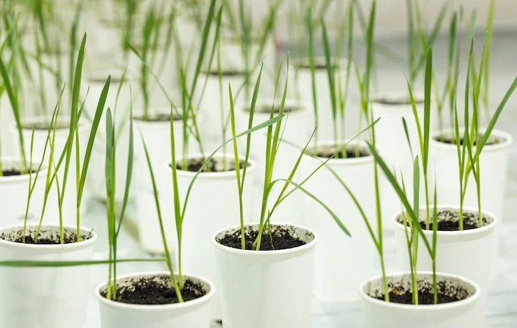 пикировать лук