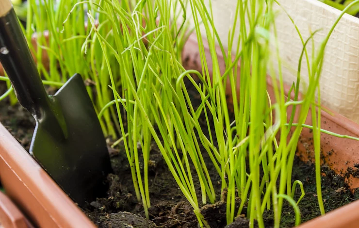 пикировать рассаду лука