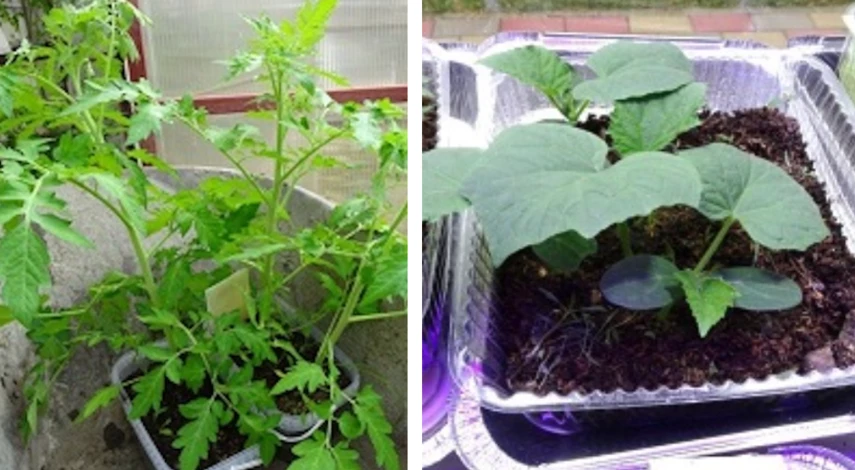 идеальная рассада