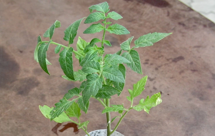 фото красивой рассады