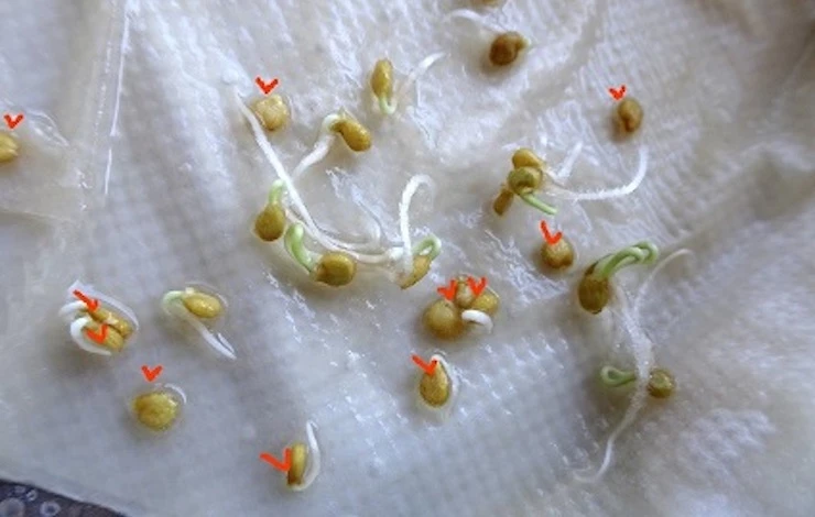 фото здоровой рассады